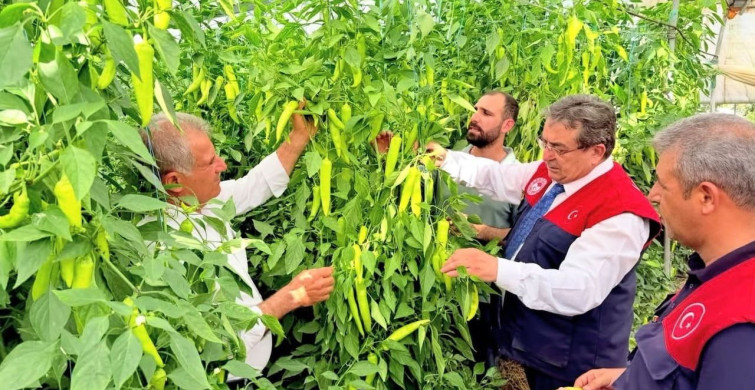 Mersin'de kapya biber üretimi yerinde incelendi