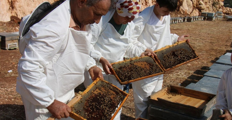 Mersin'de Keçiboynuzu Balı Hasadı Başladı