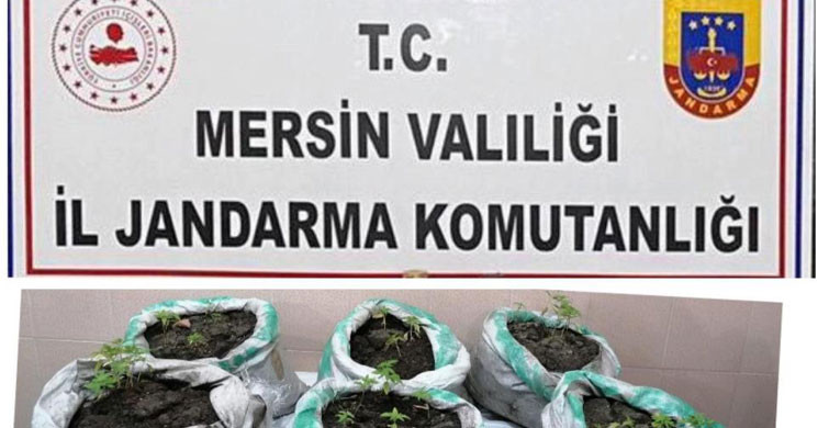 Mersin'de Kenevir Yetiştiren 2 Şahıs Tutuklandı