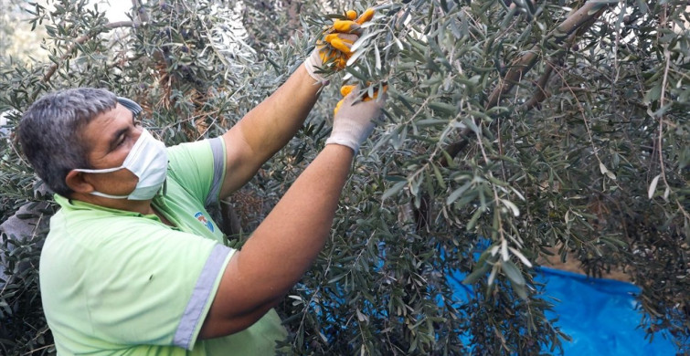 Mersin'de Kız Öğrencilere Destek Amacıyla Zeytin Hasadı Başladı