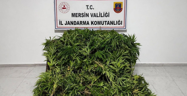Mersin'de ormanlık alana ekilen bin 500 kök kenevir ele geçirildi