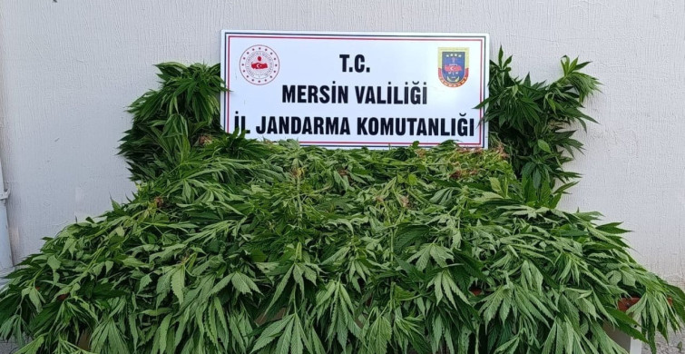 Mersin'de Yasa Dışı Kenevir Ekimine Suçüstü Operasyonu