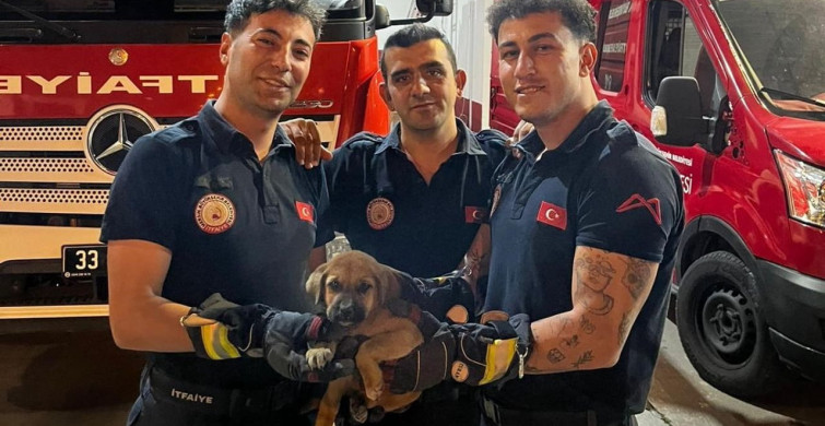 Mersin'de Yavru Köpek Otomobil Motorundan Kurtarıldı