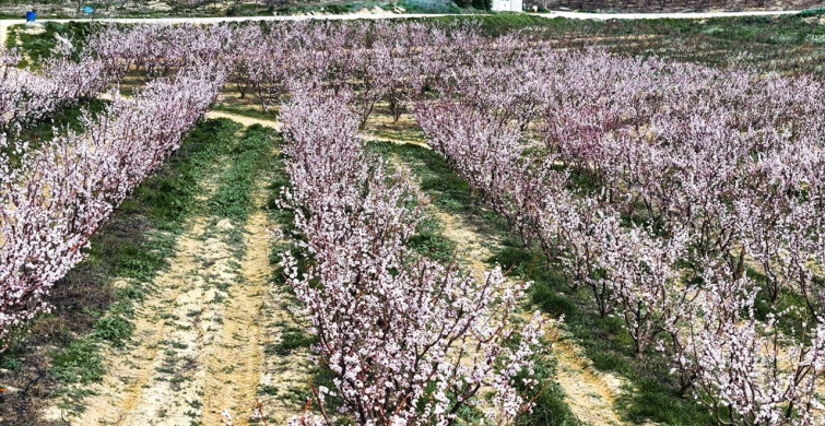 Mersin'in Kayısı Ağaçları Baharı Karşıladı