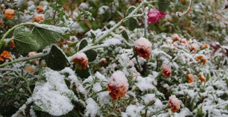 Meteoroloji 5 İl İçin 'Zirai Don' Uyarısı Yaptı!