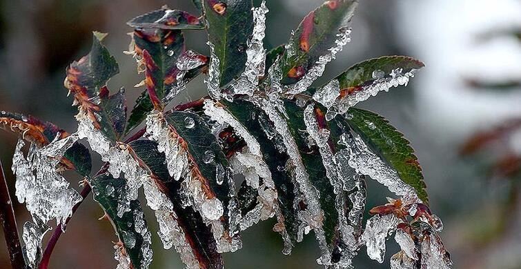 Meteoroloji'den 3 Bölgeye Zirai Don Uyarısı