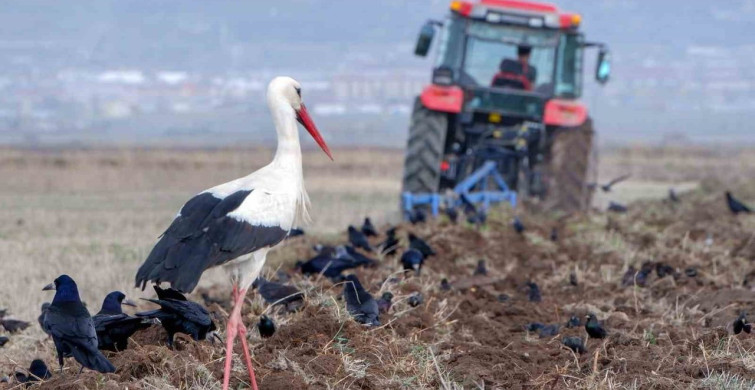 Meteorolojik Uyarı: Zirai Don Tehlikesi