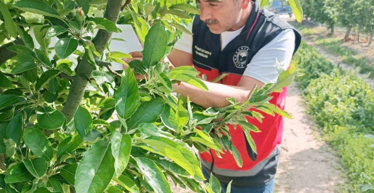 Meyve Bahçelerinde Bitki Sağlığı Çalışmaları Devam Ediyor