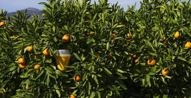 Meyve Sineğiyle Mücadelede Başarı: İlaç Kullanımı %30 Azaldı