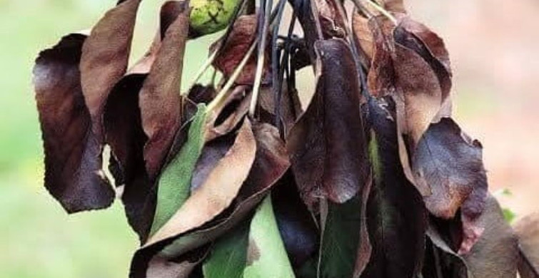 Meyve Üreticileri İçin Ateş Yanıklığı Uyarısı