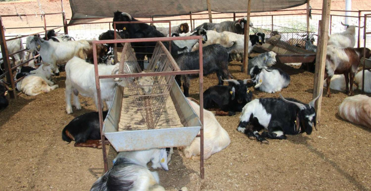 Migros A101 Carrefour 2022 Kurbanlık fiyatları ne kadar? Küçükbaş ve büyükbaş kurbanlık fiyatları