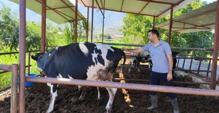 Milas'ta Şap Hastalığı Nedeniyle 11 Mahalle Karantinaya Alındı