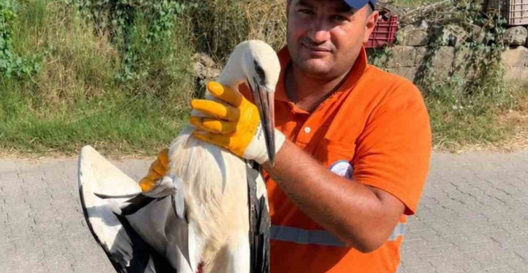 Milas'ta temizlik personelinin duyarlılığı yaralı leyleğe umut oldu