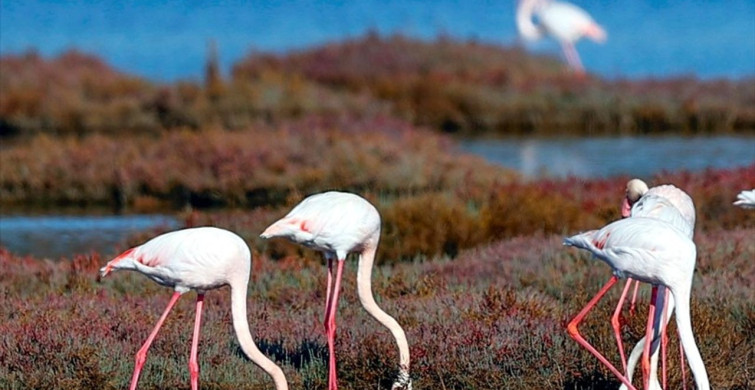 Milas'taki Tuzla Sulak Alanı'nda Göçmen Kuşlar Coşkulu Bir Şekilde Karşılanıyor