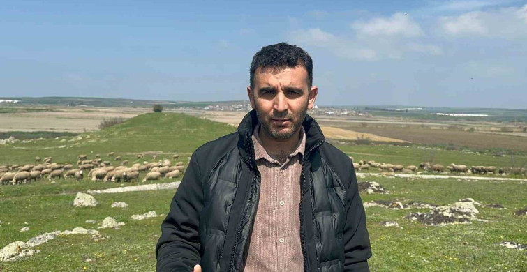 Milyon Dolarlık Merinos Koçuna Talepler Yağdı