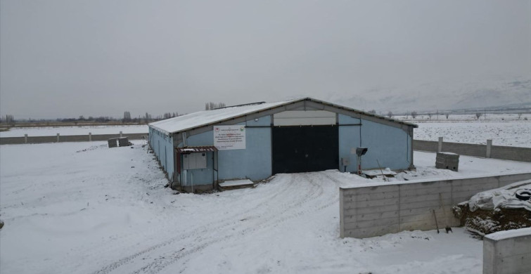 Modern Hayvancılığa Geçiş: Erzincanlı Girişimcinin Başarısı