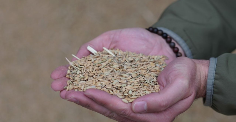 Modern Kurutma Yöntemleri Osmancık Pirincinin Kalitesini Artırıyor