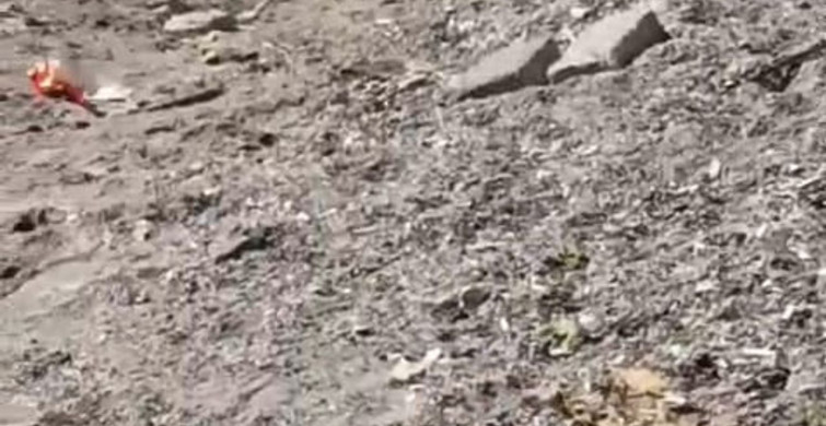 Mudanya'da yaban domuzu sahil bandında görüntülendi