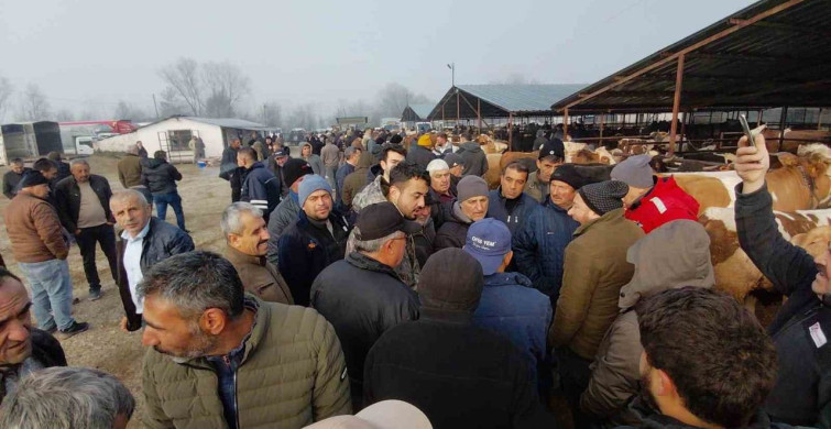 Mudurnu Hayvan Pazarı'nda Hararetli Pazarlıklar