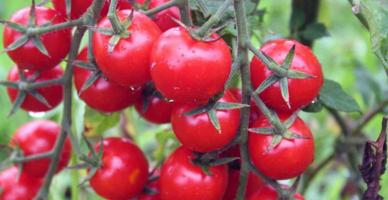 Muğla mayıs ayında 71 milyon 870 bin TL dış ticaret fazlası verdi