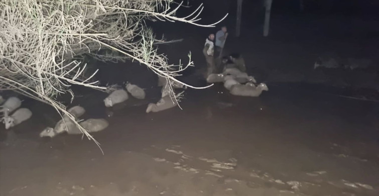 Muğla'da Çamura Saplanan Koyunlar Kurtarıldı