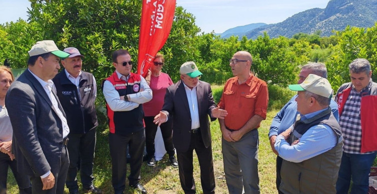 Muğla'da Doğa Dostu Turunçgil Üretimi
