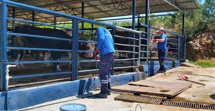 Muğla'da Şap Hastalığı Kontrol Altına Alındı