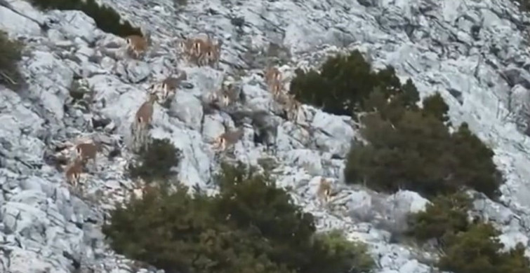 Muğla'da Yaban Keçileri Termal Drone ile Görüntülendi