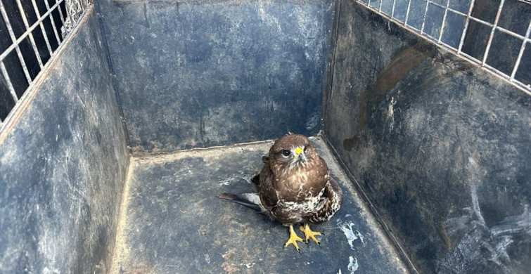 Muğla'da Yaralı Şahin Tedavi Ediliyor