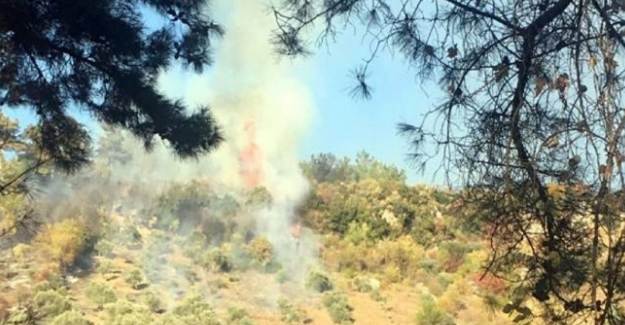Muğla'da Zeytinlikte Yangın Çıktı