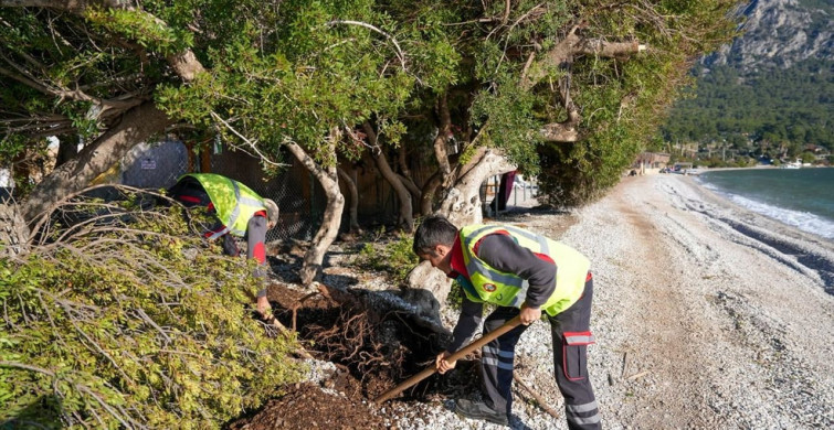 Muğla'daki Devrilen Sakız Ağacı Yeniden Hayata Döndü