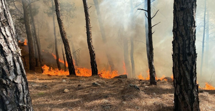 Muğla'daki Orman Yangını Kontrol Altına Alındı