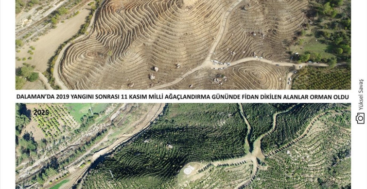 Muğla'daki Orman Yangını ve Yeniden Ağaçlandırma Çalışmaları