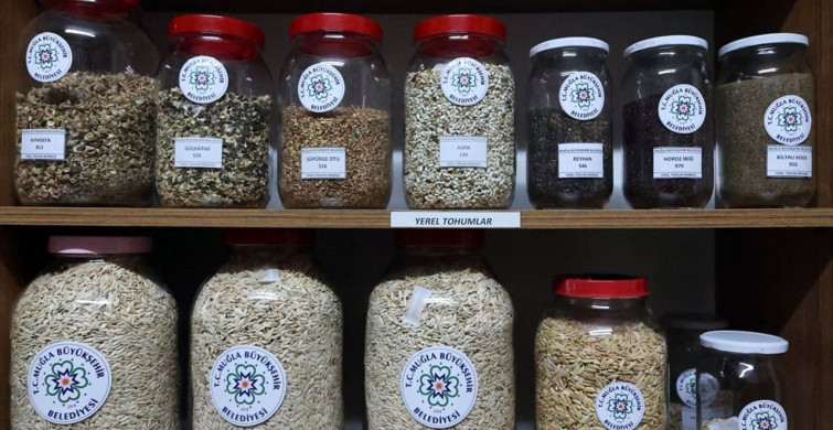 Muğla'dan 22 Milyon Yerel Tohum Dağıtımı