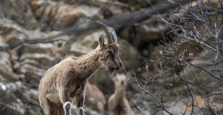 Munzur Vadisi: Doğanın Korunması ve Yaban Hayatın Zenginliği