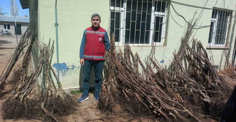 Muradiye'de 50 Bin Adet Hibeli Meyve Fidanı Dağıtıldı