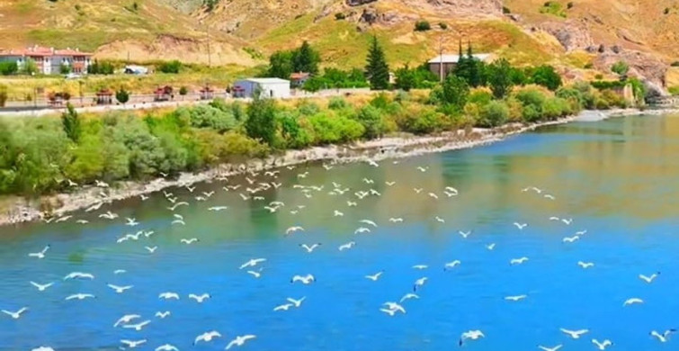Murat Nehri'nde martıların görsel şöleni