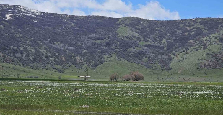 Muş Ovası'nda Baharın Coşkusu: Çiğdemler Açtı