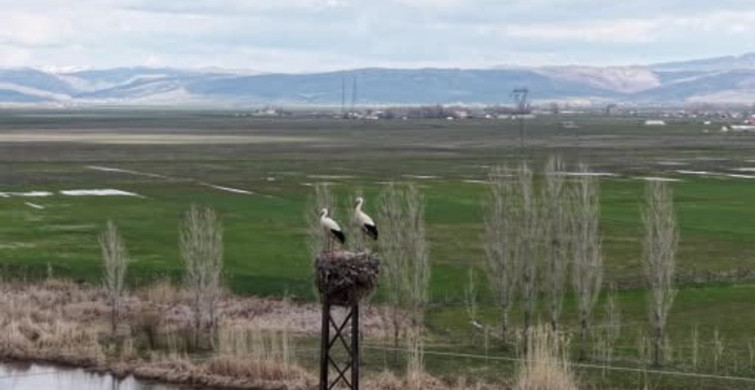 Muş Ovası'nda Leylekler Kuluçka Dönemine Girdi