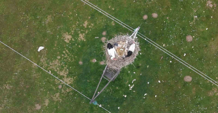 Muş Ovası'nda Leyleklerin Bahar Müjdesi