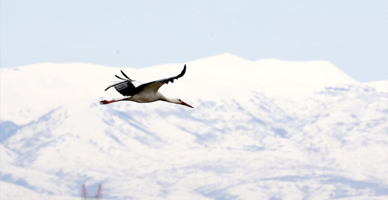 Muş Ovası'nda Leyleklerin Dönüşü: Baharın Müjdecisi
