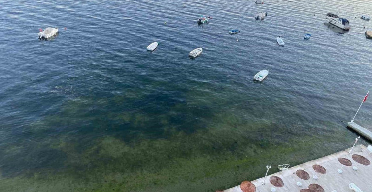 Müsilajın ardından Gemlik Körfezi'nde sevindiren görüntüler