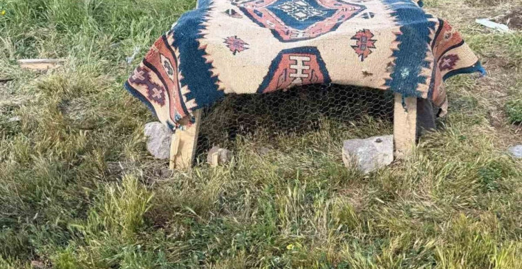 Muş'lu çobana yasadışı keklik beslemekten 67 bin TL ceza