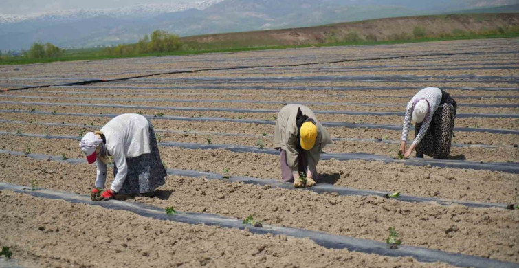 Muş'ta Aromatik Karpuz Ekimi Başladı