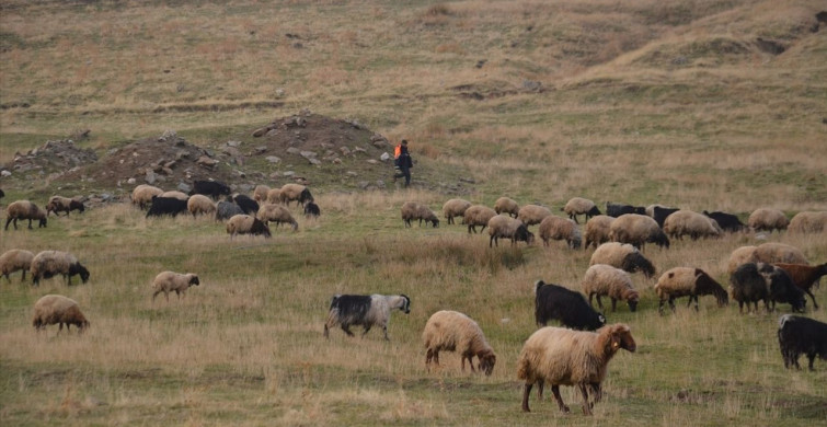 Muş'ta Besiciler Soğuktan Koruma Önlemleri Alıyor
