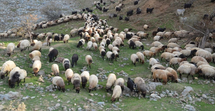 Muş'ta Besicilerin Sıcak Bölgelere Yolculuğu Başladı