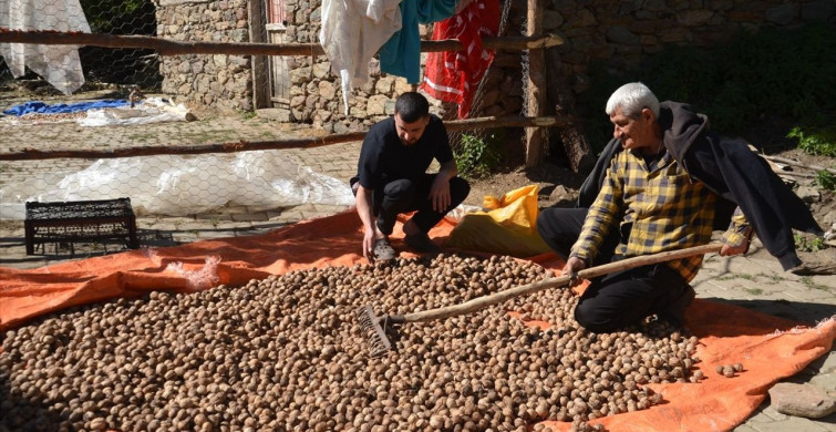 Muş'ta Ceviz Hasadı Başladı