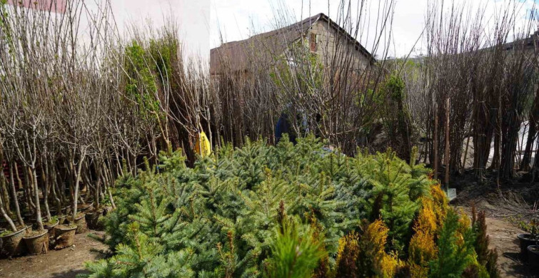 Muş'ta Fidan Satışları Başladı