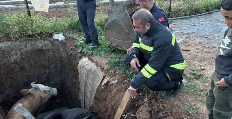 Muş'ta Foseptik Çukuruna Düşen İnek Kurtarıldı