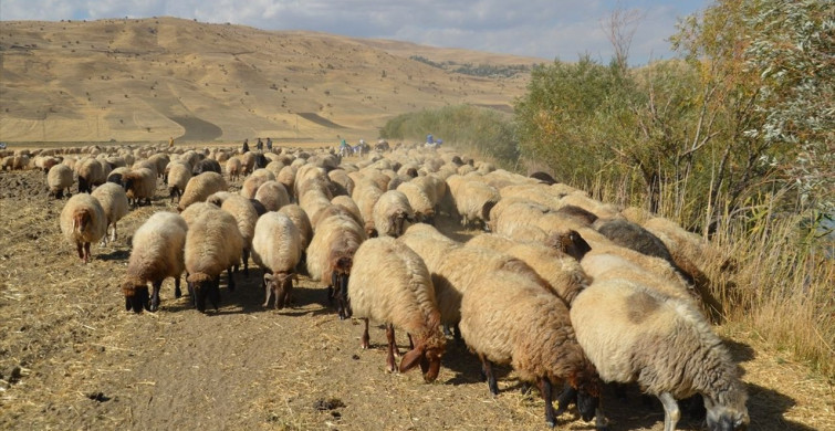 Muş'ta Göçerlerin Dönüş Yolculuğu Başladı